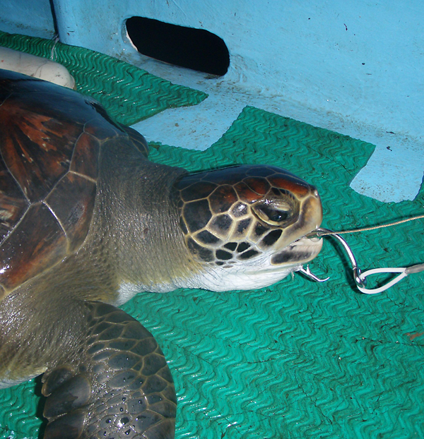 This green turtle was captured on a fishing longline in Pacific waters near Costa Rica.